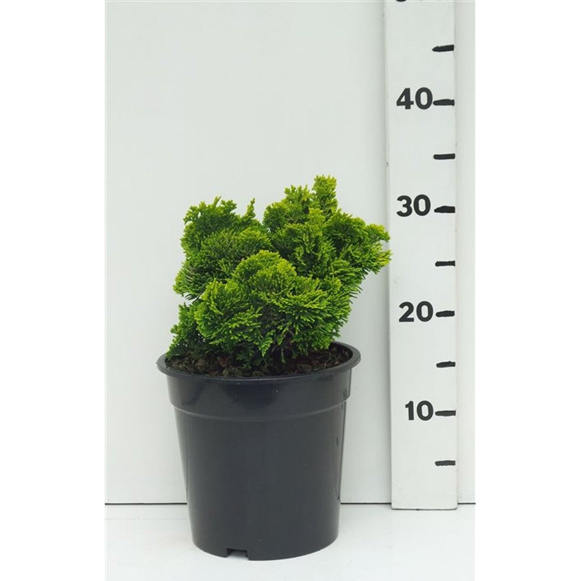 Ädelcypress – Chamaecyparis obtusa 'Nana Aurea' - C3 20-25 CM